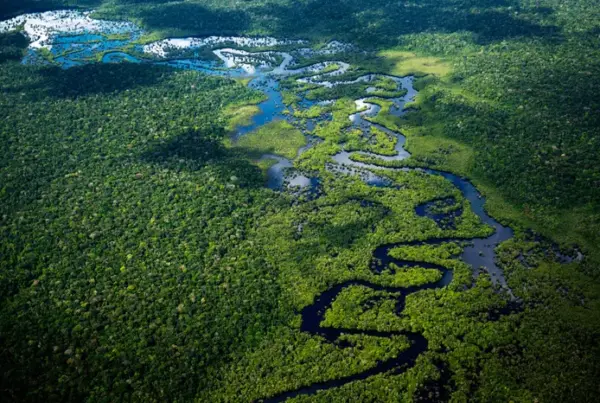 amazon forest