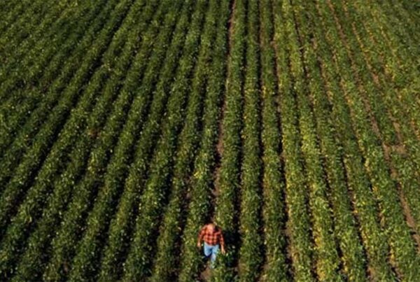 Man walking in agriculture field